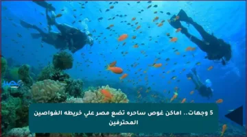 5 وجهات.. أماكن غوص ساحرة تضع مصر على خريطة الغواصين المحترفين